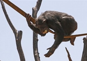 Ученые: обитающие в неволе шимпанзе плохо жестикулируют