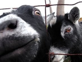 В Новой Зеландии покупателям Mitsubishi начали дарить коз