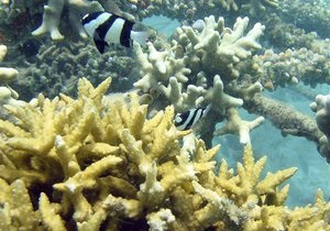 Новости науки: У побережья Бали обнаружили уникальный вид кораллов