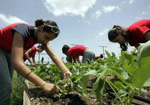 Кубинские власти отказались от добровольного труда школьников в сельском хозяйстве