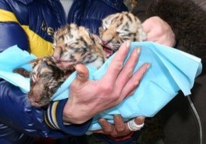 В Ялте родилась тройня уссурийских тигров