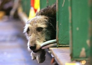 Киевлянам советуют защищаться от бездомных собак с помощью дезодоранта