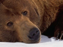 В Донецкой области медведь убил проникшую в вольер нетрезвую женщину