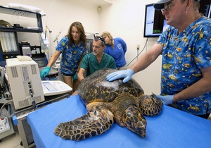 В США ветеринары пытаются спасти редкую морскую черепаху