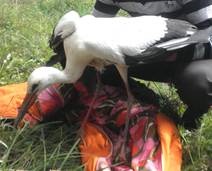 В Винницкой области милиционеры спасли птенца аиста