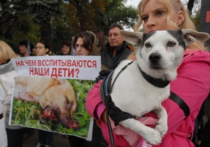 В Киеве начнется второй этап бесплатной кастрации бездомных животных