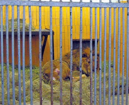 Активисты спасли из брошенного зоопарка в Северодонецке льва Симбу