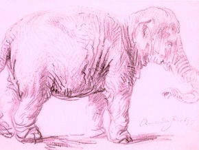 В Африке впервые обнаружен розовый слоненок