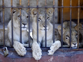 Киевский зоопарк покажет африканских львов