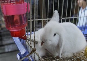 Жителя Челябинска накажут за убийство кролика