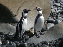 На пляжах Бразилии наблюдается нашествие пингвинов