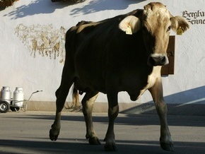 Испанка умерла от коровьего бешенства