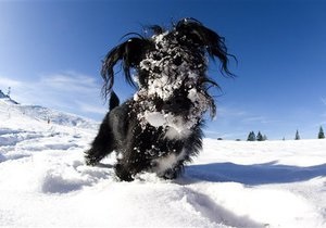В США пес чудом выжил, проведя четыре дня под снежным завалом