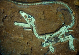 В Баварии нашли останки идеально сохранившегося динозавра