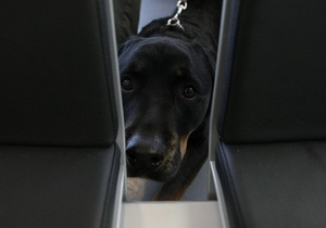 В Москве бешеная собака покусала более 40 человек