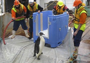 Фотогалерея: Счастливое возвращение. Найденного в Новой Зеландии пингвина выпустили в океан