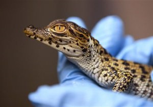 Новости Австралии - странные новости: Из австралийского зоопарка похитили рептилий