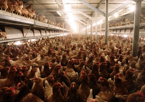 Казахстан заявил о нарушениях норм при проверке мяса птицы из России