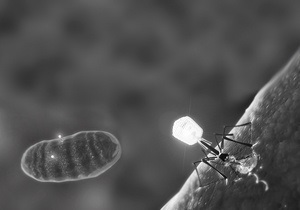 В структуре бактериофага обнаружили железное жало