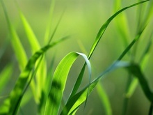 В Японии будут создавать биотопливо из травы