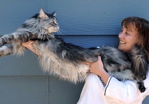 В штате Невада живет самый длинный в мире кот