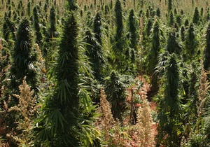 Крымская конопля фото за сколько выращивают марихуану