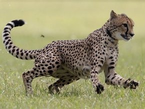 Гепард установил новый мировой рекорд на стометровке среди животных