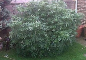Британская полиция изъяла у пенсионеров гигантский куст марихуаны