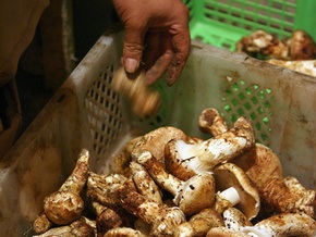 За полмесяца в Днепропетровской области от употребления грибов умерло 14 человек