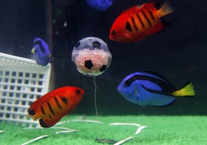 В Японии состоялся футбольный матч между аквариумными рыбками
