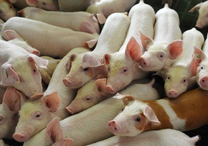 В Днепропетровской области принимаются меры по изоляции региона от вируса африканской чумы свиней