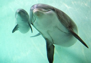В Севастопольском дельфинарии заявили о нападении
