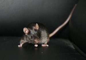 Исследование: Мыши могут регенерировать собственное сердце