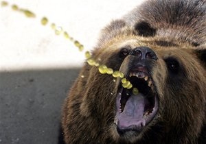 В Луганске на женщину напал сбежавший из частных владений медведь