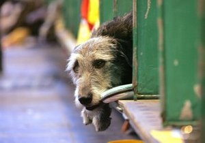 В интернете появился видеоролик о верности собак во время трагедии в Японии