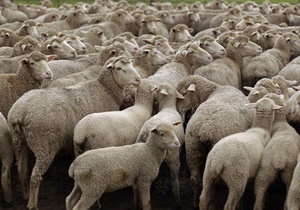 Голландская полиция разыскивает банду похитителей овец