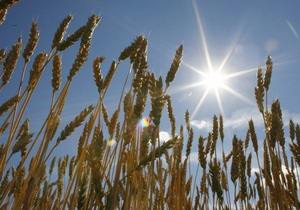 Украина соберет в этом году около 47 млн тонн зерна - эксперты