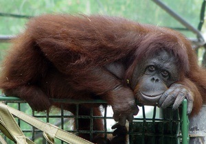 В Великобритании посадили на диету стокилограммового орангутанга
