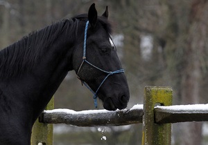 Латвийский музей пытается продать хромую лошадь