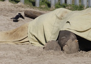 Результаты экспертизы показали, что слон Бой в Киевском зоопарке умер от истощения