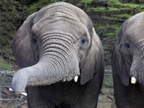 В Британии слониха подобрала губную гармошку и научилась на ней играть