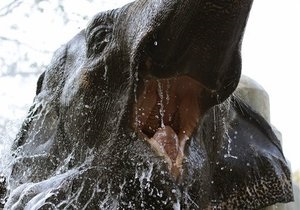 Новости США: В США неизвестный ранил редкого слона