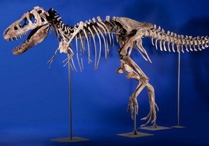 Монголия хочет вернуть проданный в США скелет динозавра