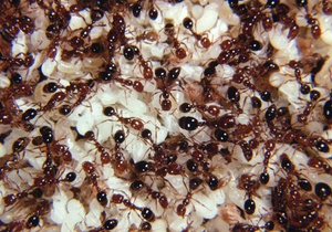 Биологи: Самцы муравьев уничтожают конкурентов до их рождения