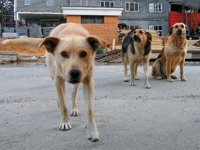 В Донецке бродячие собаки искусали семилетнюю девочку
