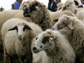 В Швейцарии овец спускали с гор на вертолетах