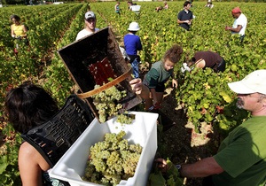 Французы обвинили украинцев и россиян в скупке их виноградников ради отмывания денег