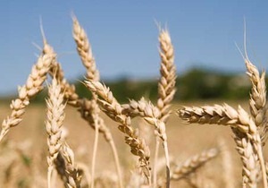 Мировые цены на пшеницу начали снижаться
