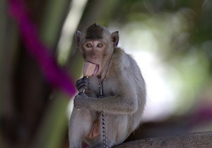 В Китае обнаружены останки древнейшего примата