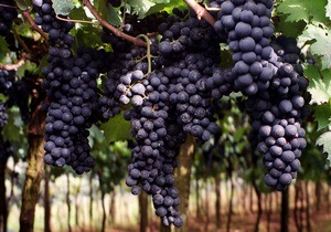 Производство вин в Украине упало более чем на 40%